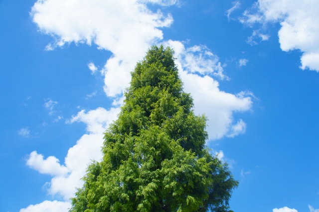 樹木葬のシンボルツリーの写真